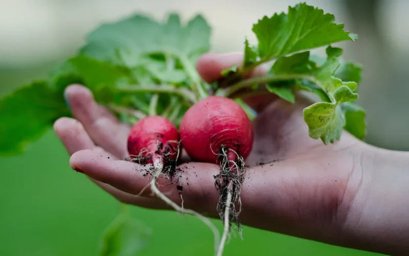 Aprenda a plantar rabanete em casa e colha em 30 dias