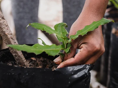 Adote hábitos sustentáveis e ajude a preservar o meio ambiente