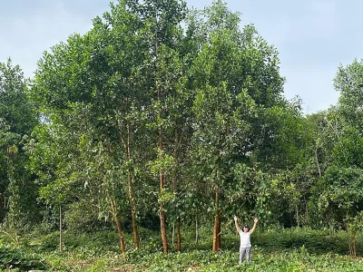 Terra preta da Amazônia impulsiona crescimento de árvores em 88%