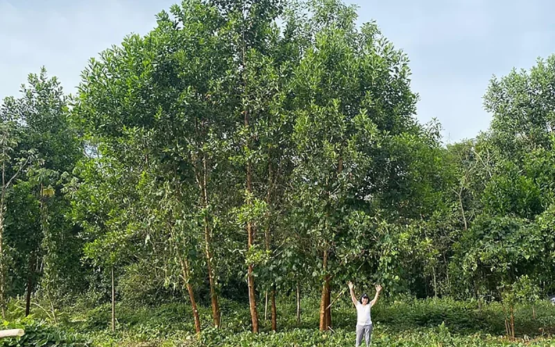 Terra preta da Amazônia impulsiona crescimento de árvores em 88%