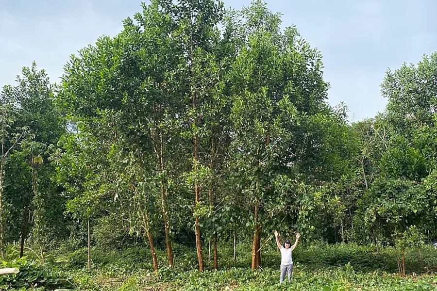 Terra preta da Amazônia impulsiona crescimento de árvores em 88%