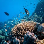 Barulho em praias de Pernambuco afeta comunicação e saúde dos peixes