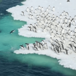 Imagens deslumbrantes de pinguins-de-adélia nadando na Antártida viralizam