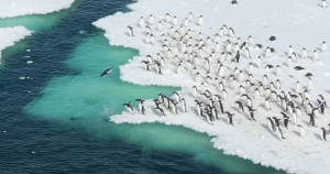Imagens deslumbrantes de pinguins-de-adélia nadando na Antártida viralizam