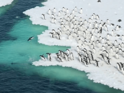 Imagens deslumbrantes de pinguins-de-adélia nadando na Antártida viralizam