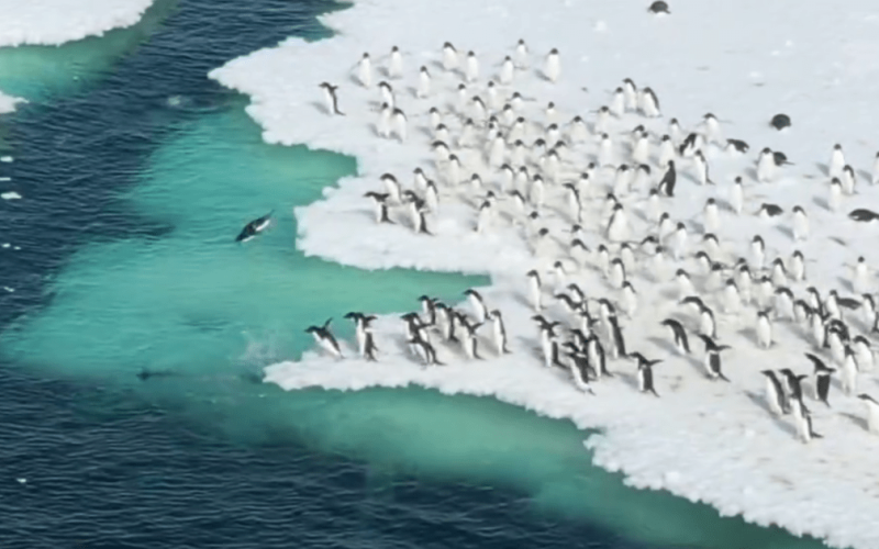Imagens deslumbrantes de pinguins-de-adélia nadando na Antártida viralizam