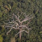 Debate sobre licenciamento ambiental destaca proteção das florestas no Brasil