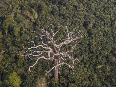 Debate sobre licenciamento ambiental destaca proteção das florestas no Brasil