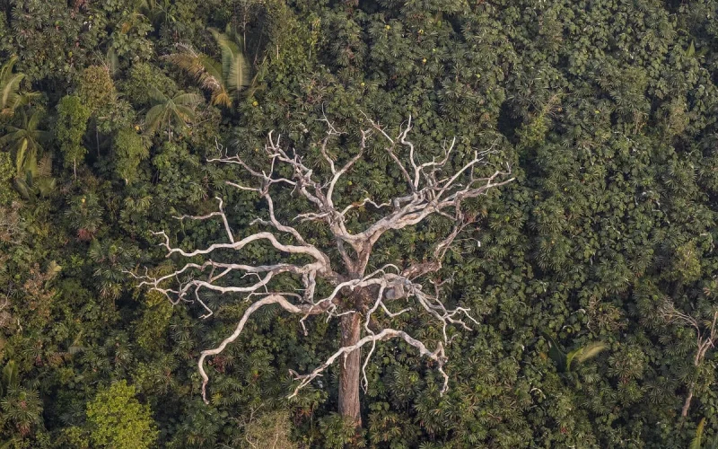 Debate sobre licenciamento ambiental destaca proteção das florestas no Brasil