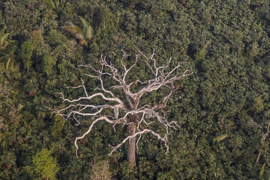 Debate sobre licenciamento ambiental destaca proteção das florestas no Brasil