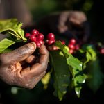 Café robusta em Uganda: agricultura regenerativa melhora safras e resiliência