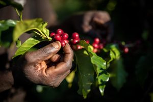 Café robusta em Uganda: agricultura regenerativa melhora safras e resiliência