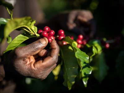 Café robusta em Uganda: agricultura regenerativa melhora safras e resiliência