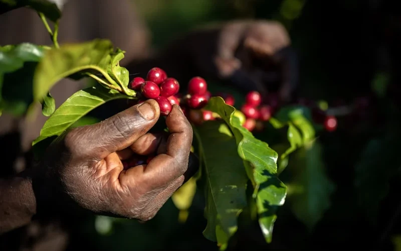 Café robusta em Uganda: agricultura regenerativa melhora safras e resiliência