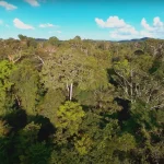Desmatamento na Amazônia registra a menor taxa em 10 anos no primeiro semestre