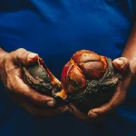 Natura lança startup para conectar bioingredientes da Amazônia ao mercado global