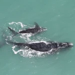 Projeto de lei ameaça proteção da APA da Baleia Franca em Santa Catarina