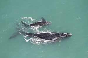 Projeto de lei ameaça proteção da APA da Baleia Franca em Santa Catarina