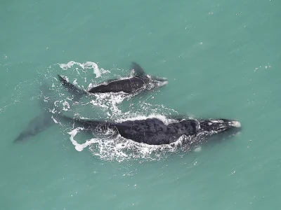 Projeto de lei ameaça proteção da APA da Baleia Franca em Santa Catarina