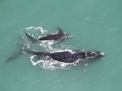 Projeto de lei ameaça proteção da APA da Baleia Franca em Santa Catarina