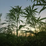 Cânhamo se destaca como alternativa sustentável na construção civil brasileira