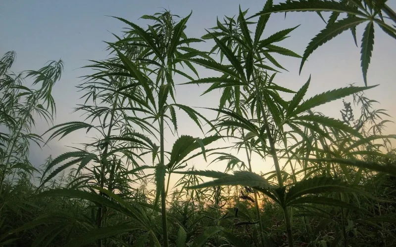 Cânhamo se destaca como alternativa sustentável na construção civil brasileira