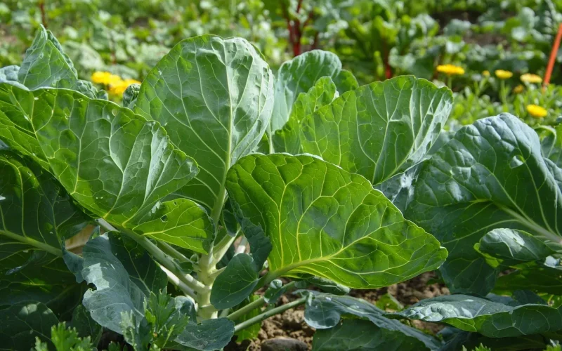 O que plantar em julho: dicas para cada região do Brasil