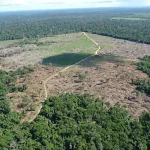Desmatamento na Amazônia alcança menor nível em uma década