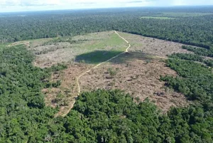 Desmatamento na Amazônia alcança menor nível em uma década