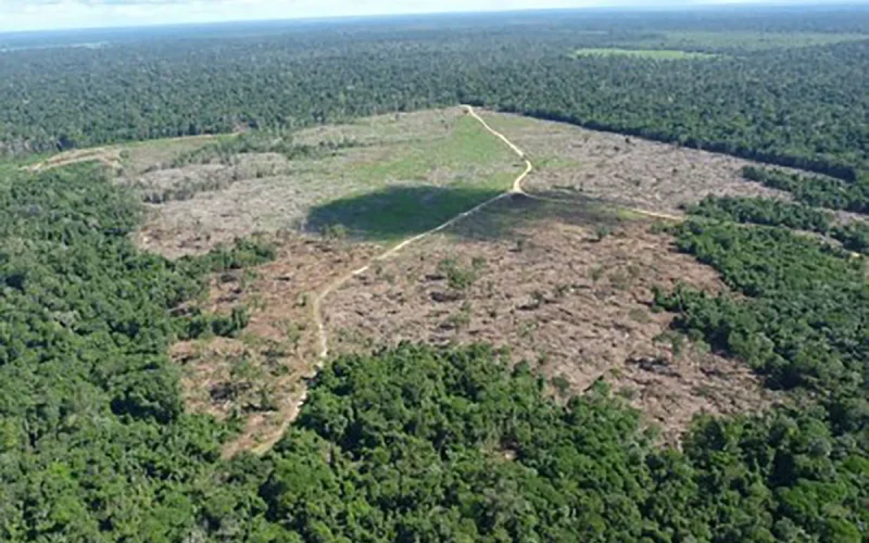 Desmatamento na Amazônia alcança menor nível em uma década