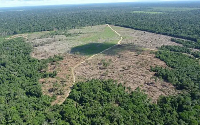 Desmatamento na Amazônia alcança menor nível em uma década