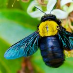 Plataforma do CRIA reúne dados essenciais para a conservação da biodiversidade brasileira