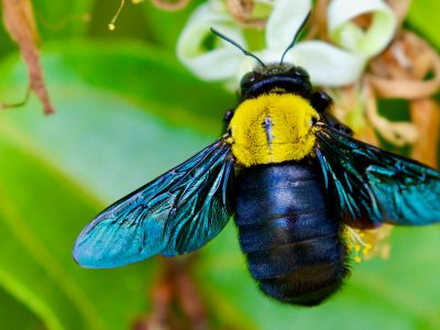 Plataforma do CRIA reúne dados essenciais para a conservação da biodiversidade brasileira