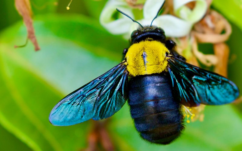 Plataforma do CRIA reúne dados essenciais para a conservação da biodiversidade brasileira