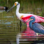 Entenda a importância da biodiversidade para a saúde do planeta e da vida