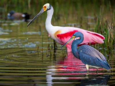 Entenda a importância da biodiversidade para a saúde do planeta e da vida