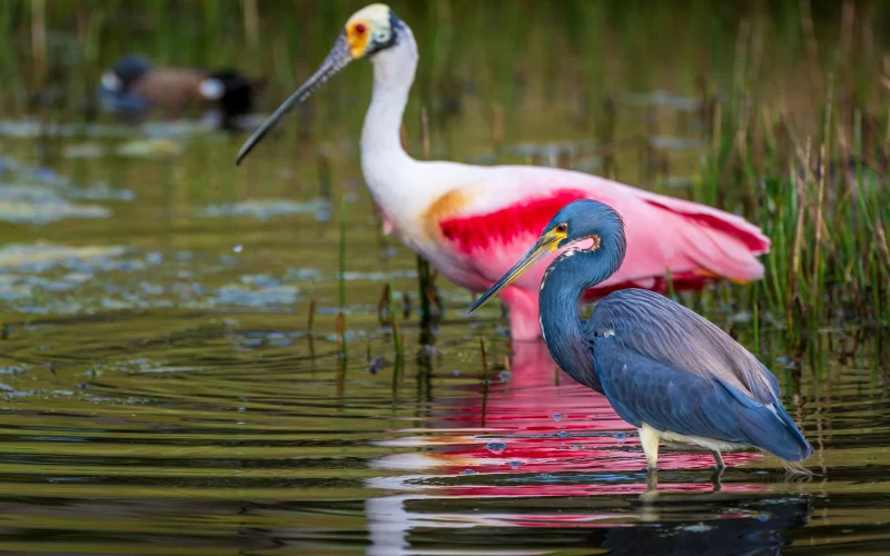 Entenda a importância da biodiversidade para a saúde do planeta e da vida