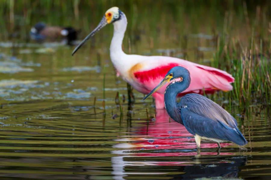 Entenda a importância da biodiversidade para a saúde do planeta e da vida