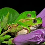 Fotografia de Carlos Jared, do Butantan, é destaque na Royal Society
