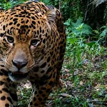 Mudanças na Fauna Brasileira Durante o Inverno: Adaptações e Deslocamentos