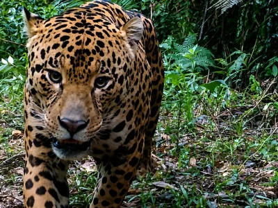 Mudanças na Fauna Brasileira Durante o Inverno: Adaptações e Deslocamentos