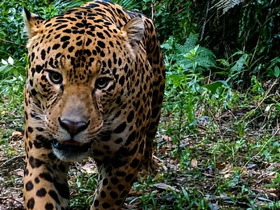 Mudanças na Fauna Brasileira Durante o Inverno: Adaptações e Deslocamentos
