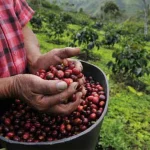 Nespresso inicia plantio de 100 mil árvores em fazendas de café no Brasil