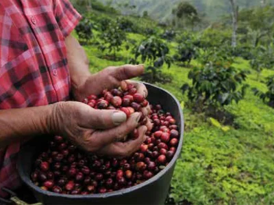 Nespresso inicia plantio de 100 mil árvores em fazendas de café no Brasil