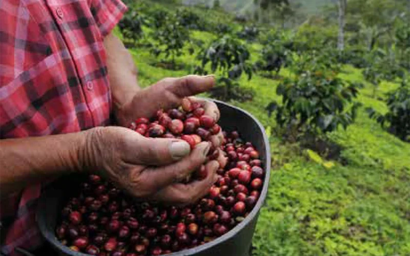 Nespresso inicia plantio de 100 mil árvores em fazendas de café no Brasil