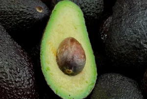 Descoberta de diversidade genética de abacates na Nicarágua fortalece cultivo sustentável
