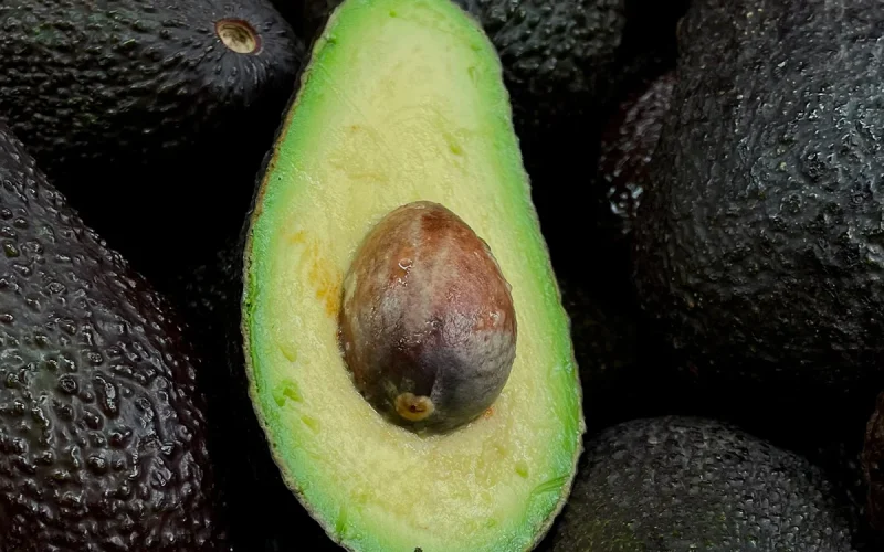 Descoberta de diversidade genética de abacates na Nicarágua fortalece cultivo sustentável