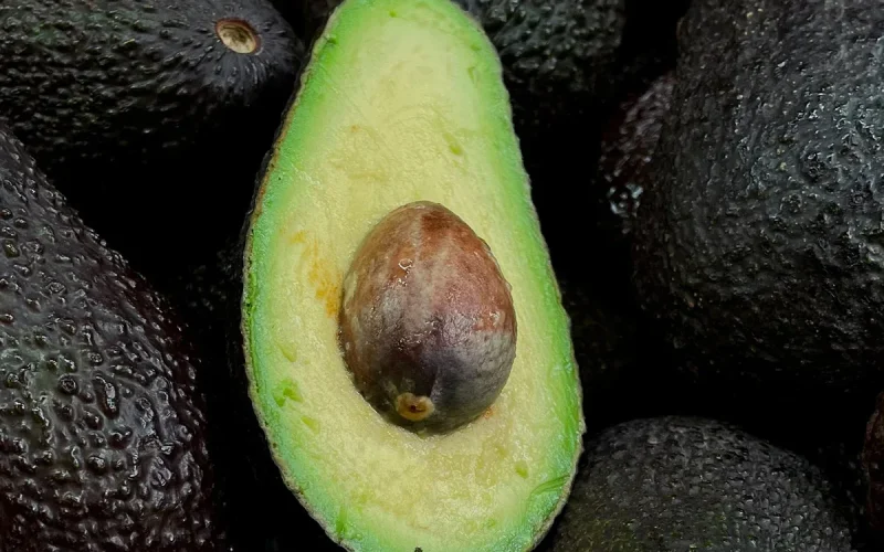 Descoberta de diversidade genética de abacates na Nicarágua fortalece cultivo sustentável
