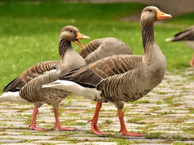 Brasil proíbe produção e venda de foie gras em nova legislação ambiental
