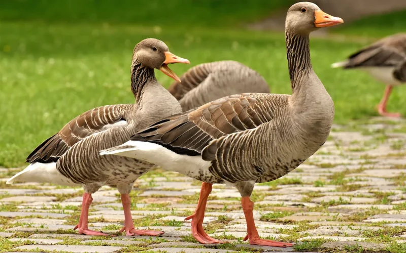 Brasil proíbe produção e venda de foie gras em nova legislação ambiental